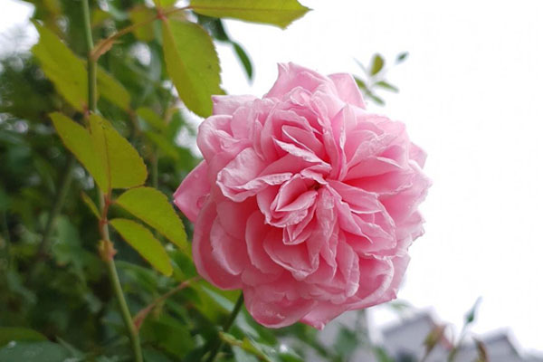 Trai tân lấy vợ đã qua một lần đò: Cảm giác ra sao?-1