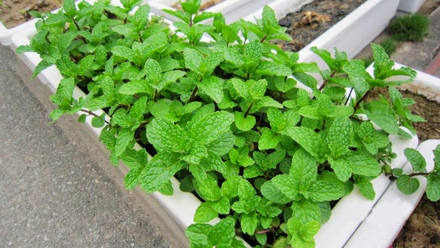 Hành lá treo cửa sổ: Mẹo nhỏ uy lực nhưng nhiều người không biết-11