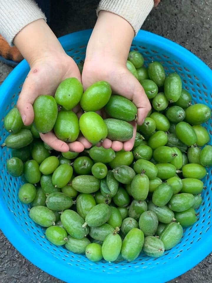 Nhót đầu mùa bán gần 100 ngàn/khay vẫn được săn lùng-2