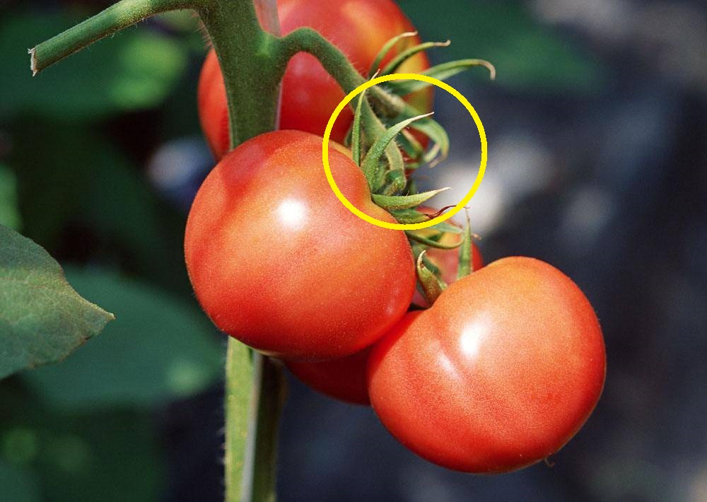 Đi chợ, thấy cà chua có 3 ĐẶC ĐIỂM này dứt khoát đừng mua: Có thể chứa độc tố hoặc đã bị tiêm thuốc kích chín, người trồng còn không dám ăn-2