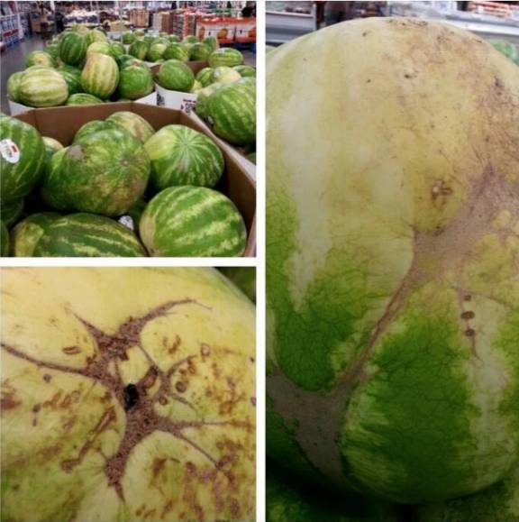 Chọn dưa hấu không cần vỗ vào quả, cứ nhìn vào 5 dấu hiệu này trên vỏ là biết ngon hay không-3