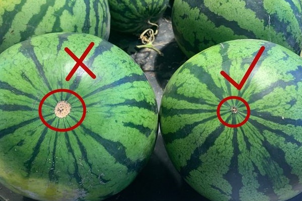 Bà nội trợ choáng với quả dưa hấu giá hơn 700.000 đồng-5