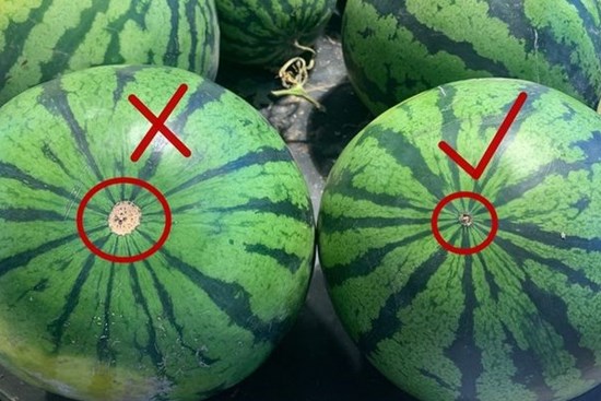 Chọn dưa hấu không cần vỗ vào quả, cứ nhìn vào 5 dấu hiệu này trên vỏ là biết ngon hay không