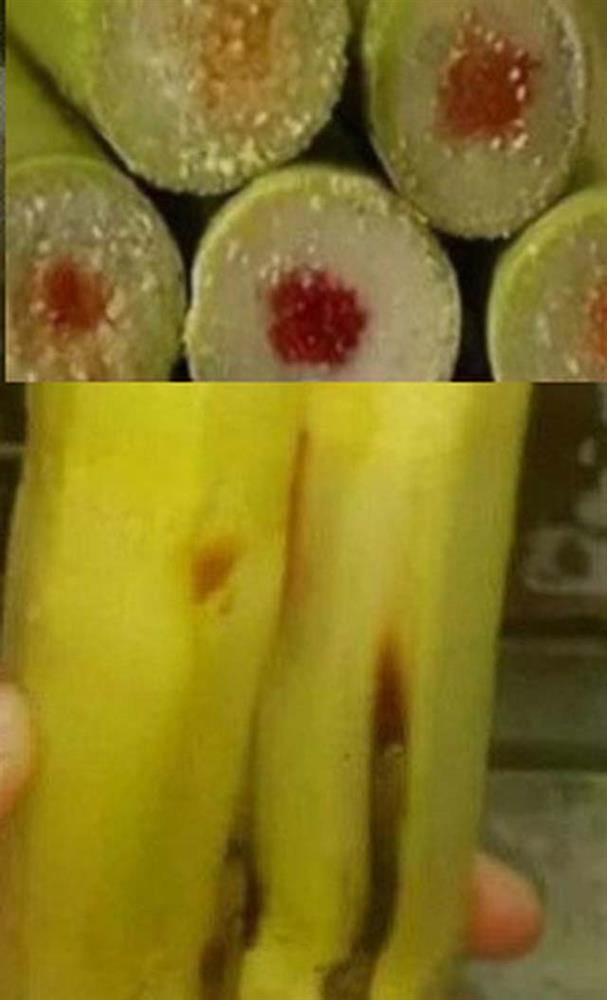 Từ chuyện mía Thanh minh độc hơn rắn tới cách nhận biết dấu hiệu cây mía có độc-2