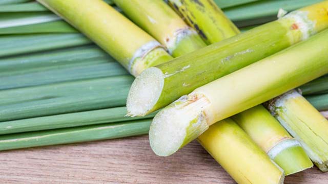 Từ chuyện mía Thanh minh độc hơn rắn tới cách nhận biết dấu hiệu cây mía có độc-3