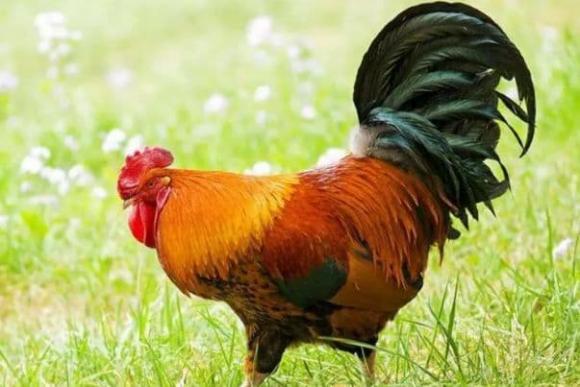 Trong cả năm 2022, từ tháng 3 đến tháng 12, vận trình của 3 con giáp sẽ vô cùng thịnh vượng-3