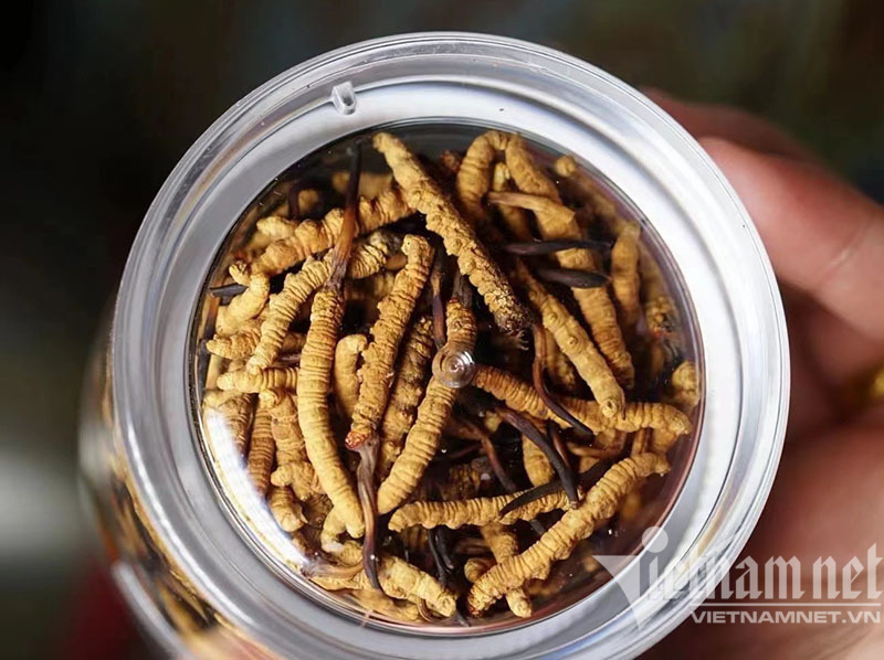 Hồi sức hậu F0, ăn tô cháo sâu cỏ giá 3-5 triệu đồng-1