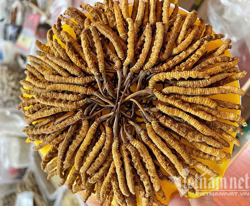 Hồi sức hậu F0, ăn tô cháo sâu cỏ giá 3-5 triệu đồng-2