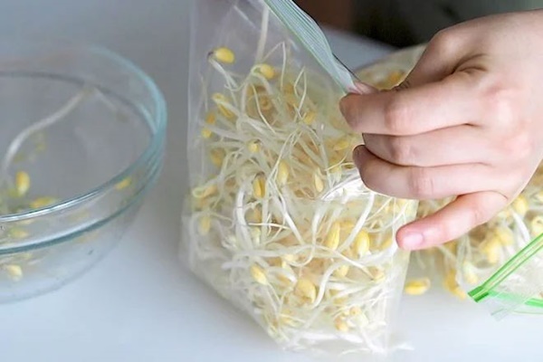 Mua giá đỗ về để hay bị thâm đen, nát ủng, mách chị em tuyệt chiêu bảo quản cả tuần vẫn tươi ngon-3