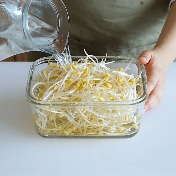 Mua giá đỗ về để hay bị thâm đen, nát ủng, mách chị em tuyệt chiêu bảo quản cả tuần vẫn tươi ngon-4