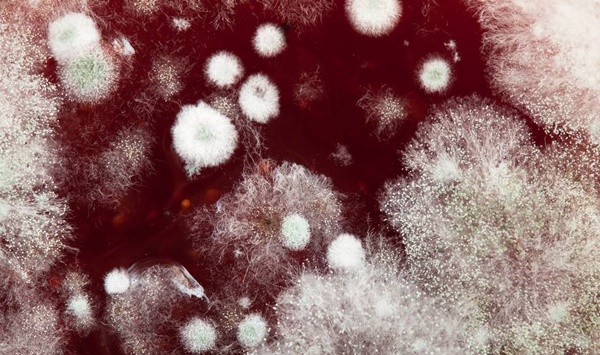 5 thứ trong nhà chính là ổ chứa aflatoxin gây bệnh ung thư, độc gấp 68 lần asen, nấu chín cũng không thể tiêu diệt-2