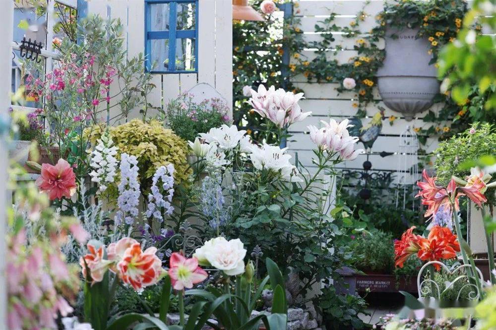 Khu vườn hoa trên tầng 32 của chàng trai trẻ khiến các chị em phải xuýt xoa bởi tài chăm bón quá đỉnh-4