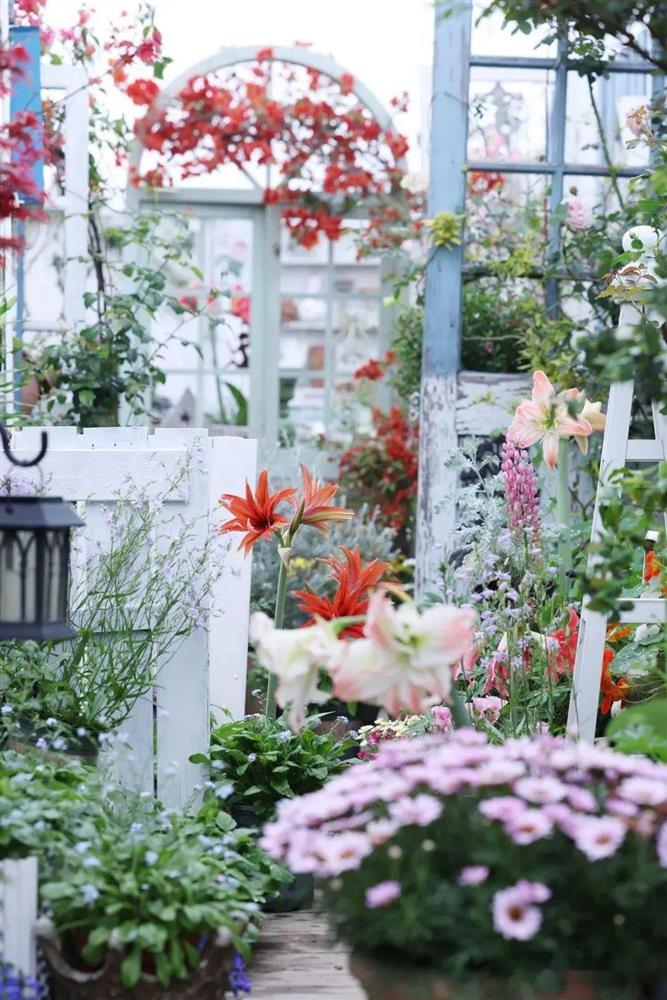 Khu vườn hoa trên tầng 32 của chàng trai trẻ khiến các chị em phải xuýt xoa bởi tài chăm bón quá đỉnh-7