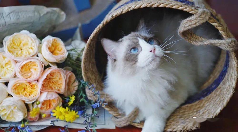 Khu vườn hoa trên tầng 32 của chàng trai trẻ khiến các chị em phải xuýt xoa bởi tài chăm bón quá đỉnh-30