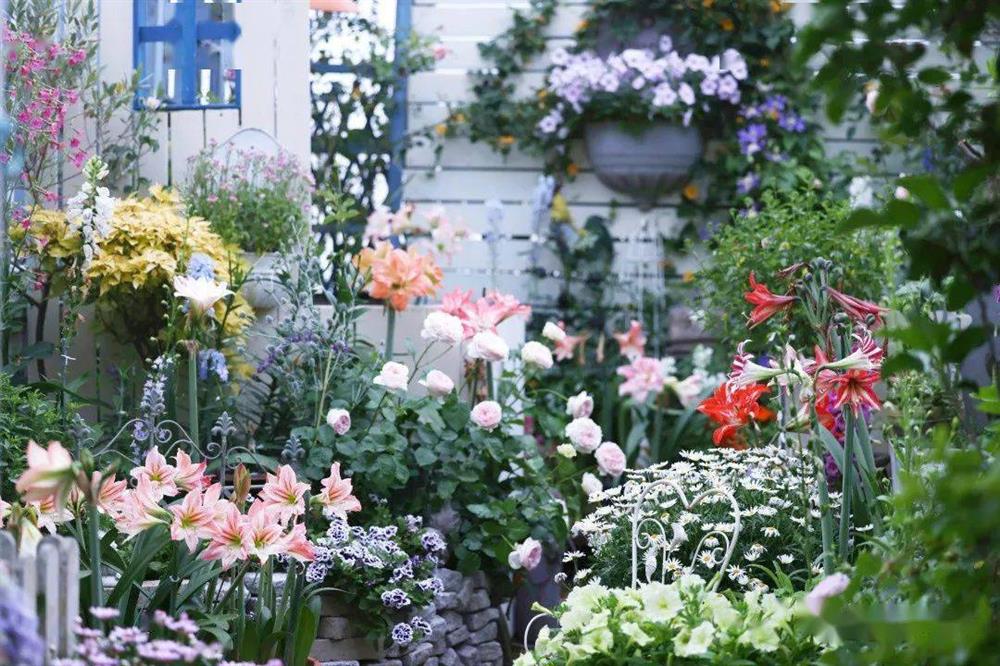 Khu vườn hoa trên tầng 32 của chàng trai trẻ khiến các chị em phải xuýt xoa bởi tài chăm bón quá đỉnh-23