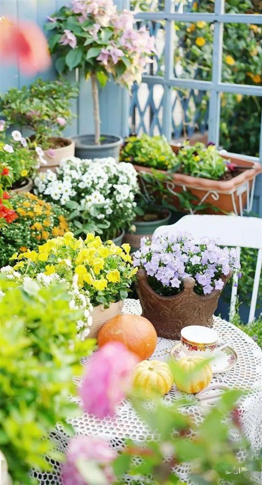 Khu vườn hoa trên tầng 32 của chàng trai trẻ khiến các chị em phải xuýt xoa bởi tài chăm bón quá đỉnh-25