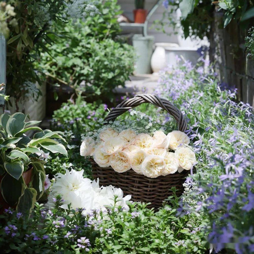 Khu vườn hoa trên tầng 32 của chàng trai trẻ khiến các chị em phải xuýt xoa bởi tài chăm bón quá đỉnh-15