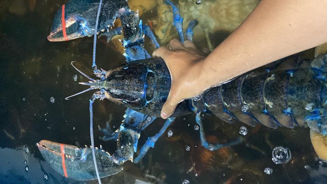 Hơn 50 triệu đồng/con tôm hùm xanh ngọc bích cực hiếm bán ở TPHCM-1