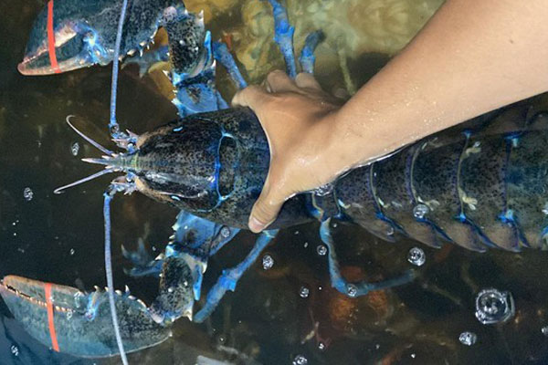 Tôm hùm giải cứu ồ ạt bán đầy chợ mạng, giá chưa đến 200.000 đồng/kg-2