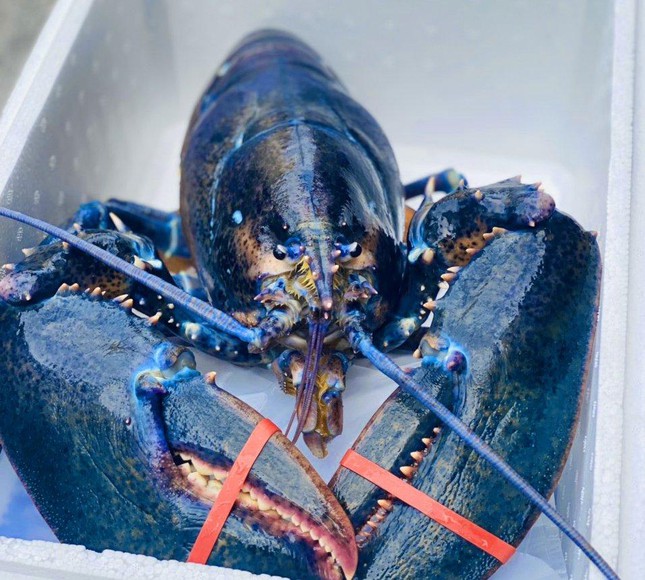 Hơn 50 triệu đồng/con tôm hùm xanh ngọc bích cực hiếm bán ở TPHCM-2