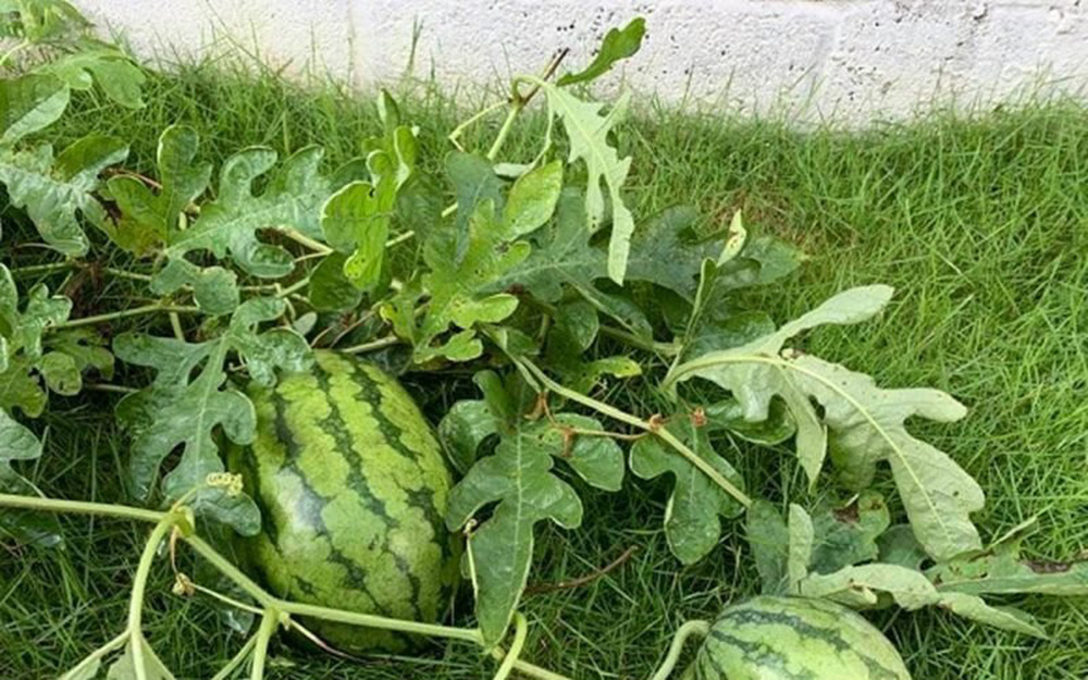 Nhà vườn giản dị, ấm cúng của NSND Kim Xuân ở Củ Chi-10