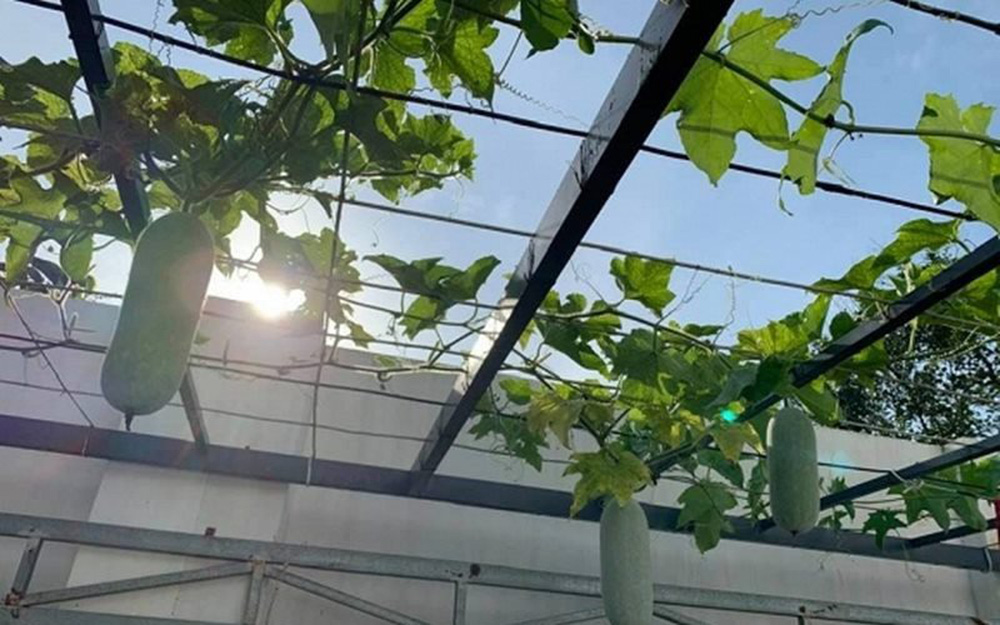 Nhà vườn giản dị, ấm cúng của NSND Kim Xuân ở Củ Chi-11