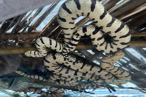 MXH mắng sấp mặt sen cho boss ăn vào bát như... thượng đế-2