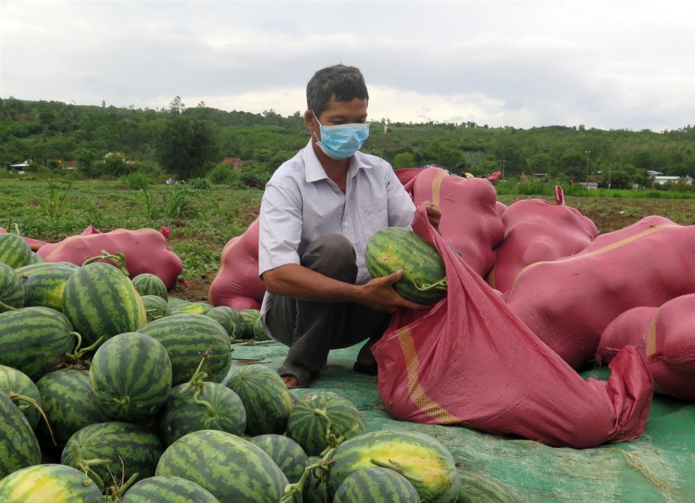 2.000 đồng/kg vẫn ế, ba tháng trời buồn lăn lóc theo trái dưa-1