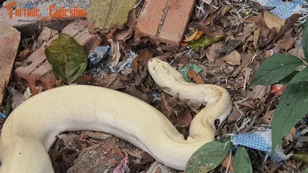 Xôn xao hình ảnh bạch xà khổng lồ xuất hiện ở Ninh Bình: Tôi năm nay hơn 70 tuổi nhưng chưa bao giờ thấy bạch xà-2