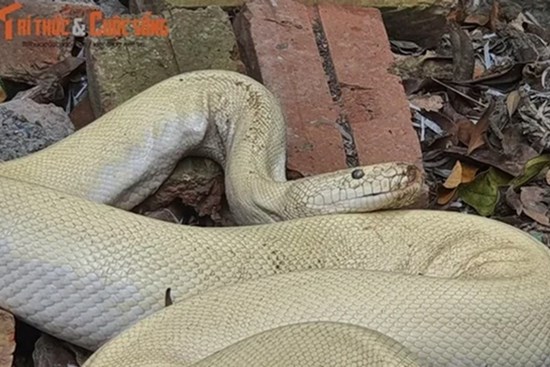 Xôn xao hình ảnh