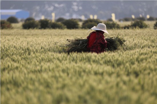 Bà nông dân phát hiện 