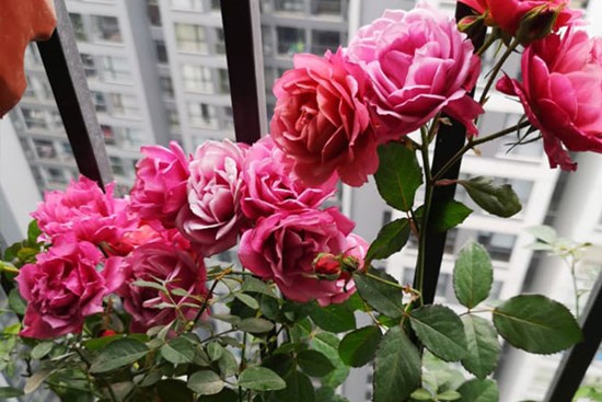 Ra ở riêng mới biết lòng mẹ chồng