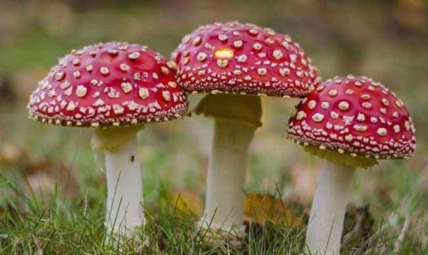 3 loại rau siêu độc, gây ung thư còn nhanh hơn cả thói quen ăn trầu: Bác sĩ khuyên nên ít động vào nhưng nhiều người vẫn rất chủ quan-5