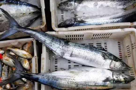 Khi mua cá thu có sự khác biệt lớn giữa mắt to và mắt nhỏ, nhớ mẹo sau để mua được cá thu tươi ngon vừa miệng-1