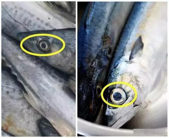 Khi mua cá thu có sự khác biệt lớn giữa mắt to và mắt nhỏ, nhớ mẹo sau để mua được cá thu tươi ngon vừa miệng-2