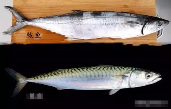 Khi mua cá thu có sự khác biệt lớn giữa mắt to và mắt nhỏ, nhớ mẹo sau để mua được cá thu tươi ngon vừa miệng-5