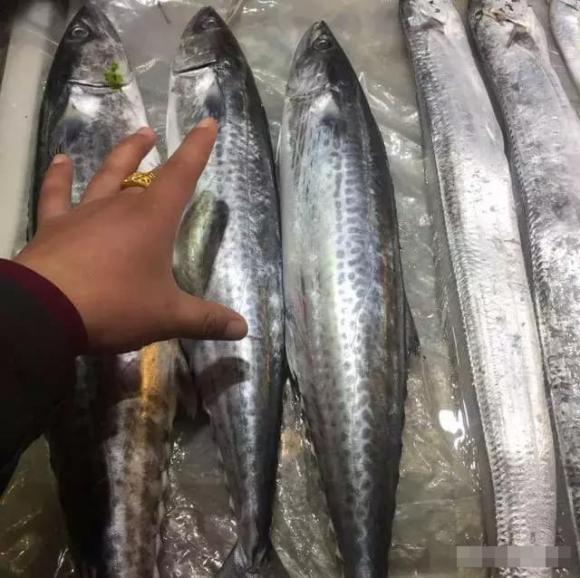 Khi mua cá thu có sự khác biệt lớn giữa mắt to và mắt nhỏ, nhớ mẹo sau để mua được cá thu tươi ngon vừa miệng-6