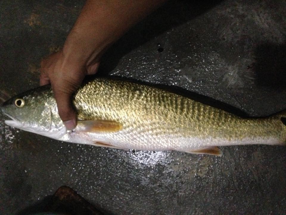 Bốn loài cá quý hiếm và đắt đỏ bậc nhất Việt Nam-3