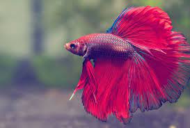 Bốn loài cá quý hiếm và đắt đỏ bậc nhất Việt Nam-4