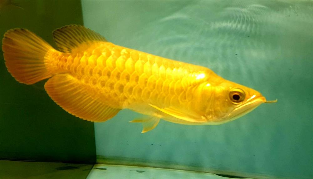Bốn loài cá quý hiếm và đắt đỏ bậc nhất Việt Nam-6
