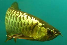 Bốn loài cá quý hiếm và đắt đỏ bậc nhất Việt Nam-8