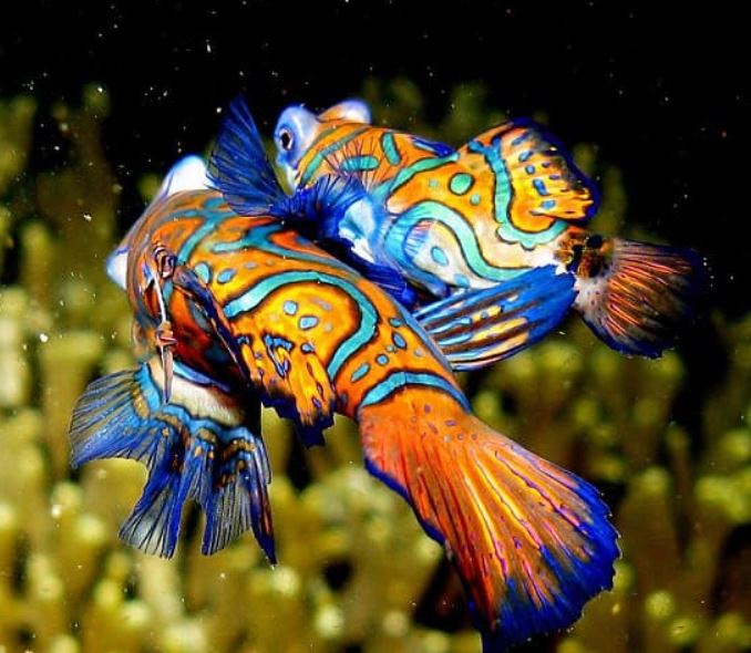 Bốn loài cá quý hiếm và đắt đỏ bậc nhất Việt Nam-9