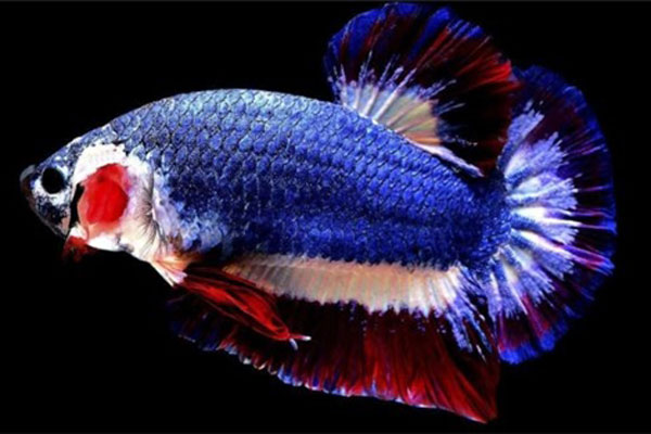 Nuôi cá quý tộc, chàng trai vùng sâu thu nhập cả tỉ đồng mỗi năm-7