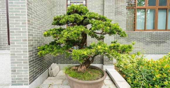 4 loại cây trồng trong vườn nhà, tài lộc vượng phát, kéo dài vận may cả chục năm, có nhà thì phải trồng một cây-1