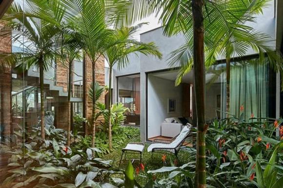 4 loại cây trồng trong vườn nhà, tài lộc vượng phát, kéo dài vận may cả chục năm, có nhà thì phải trồng một cây-2