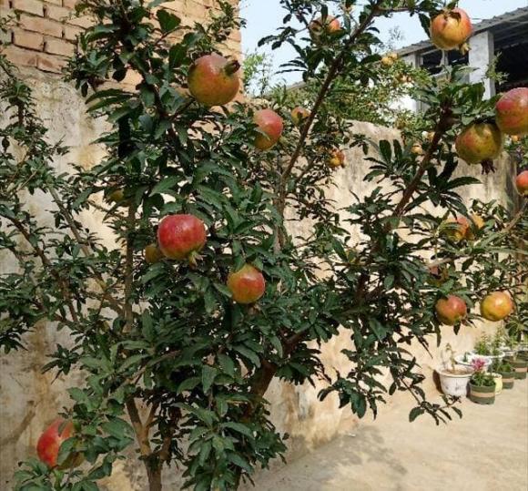 4 loại cây trồng trong vườn nhà, tài lộc vượng phát, kéo dài vận may cả chục năm, có nhà thì phải trồng một cây-3