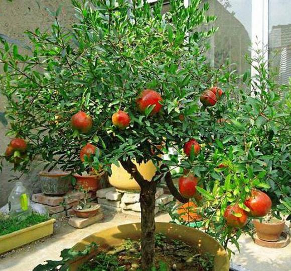 4 loại cây trồng trong vườn nhà, tài lộc vượng phát, kéo dài vận may cả chục năm, có nhà thì phải trồng một cây-4