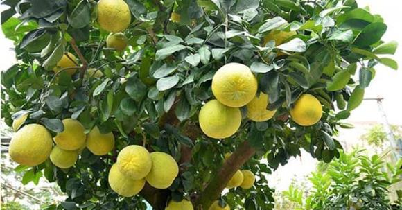 4 loại cây trồng trong vườn nhà, tài lộc vượng phát, kéo dài vận may cả chục năm, có nhà thì phải trồng một cây-5