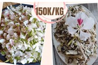 Lại thêm loại hoa đặc sản của Tây Bắc xuống phố Hà Nội, giá 150k/kg được nhiều người lùng mua 'về ăn'