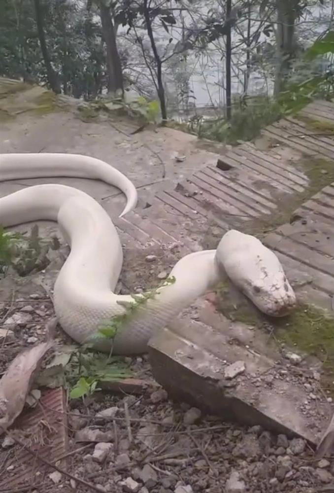 Hiểu thêm về Thượng Bồng Lai Cổ Linh Từ - nơi vừa xuất hiện trăn bạch tạng khổng lồ: Cô Đôi Thượng Ngàn là ai? Bạch xà mang ý nghĩa gì trong tín ngưỡng thờ Mẫu?-1